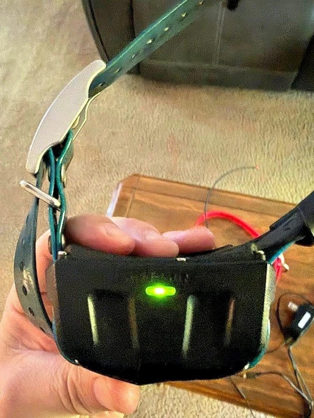 Garmin T5 mini and a Garmin DC 50 tracking collars